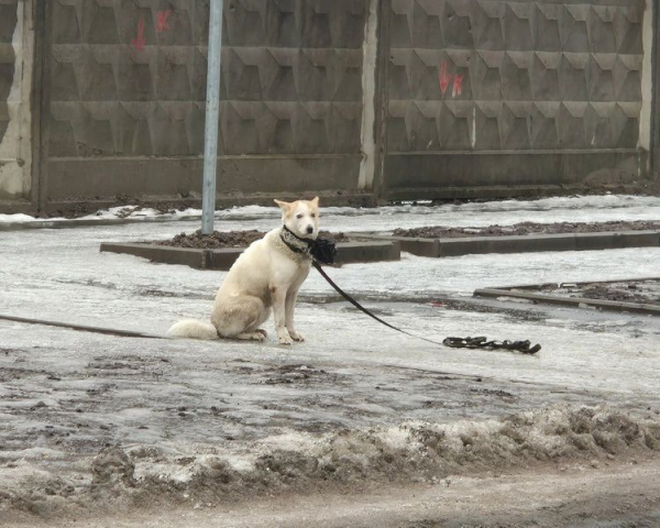 Собака три часа просидела на улице в ожидании хозяина, которого забрала скорая Собака три часа просидела на улице в ожидании хозяина, которого забрала скорая