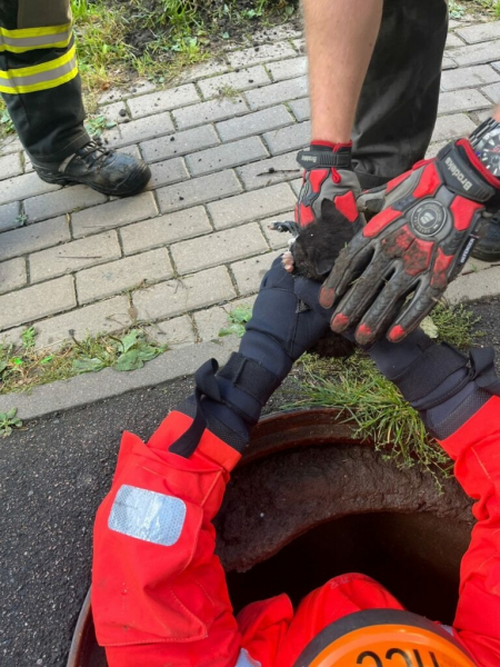 В Петербурге провели операцию по спасению мяукающего малыша из канализации В Петербурге провели операцию по спасению мяукающего малыша из канализации
