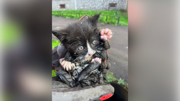 В Петербурге провели операцию по спасению мяукающего малыша из канализации В Петербурге провели операцию по спасению мяукающего малыша из канализации