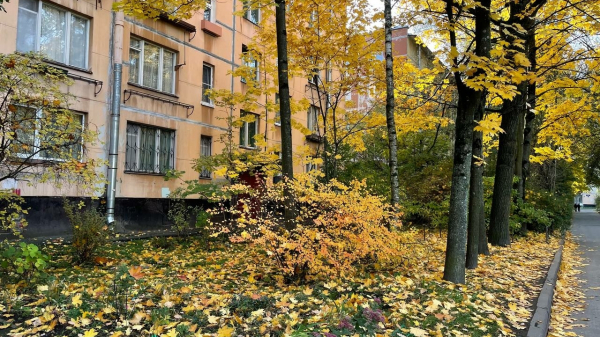В Петербурге не будут следовать примеру Москвы и оставят американские клены В Петербурге не будут следовать примеру Москвы и оставят американские клены