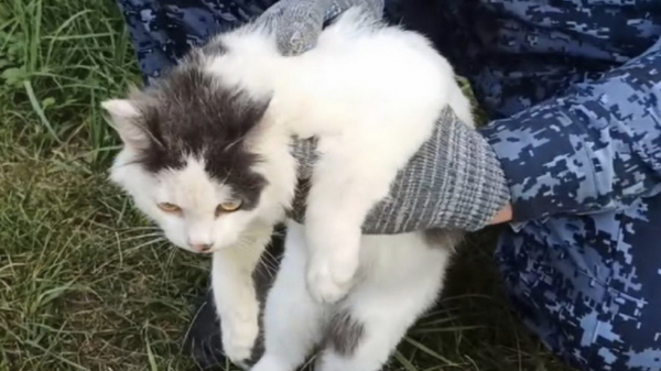 Кота поймали за попытку пронести наркотики в ИК Нижегородской области: фото Кота поймали за попытку пронести наркотики в ИК Нижегородской области: фото